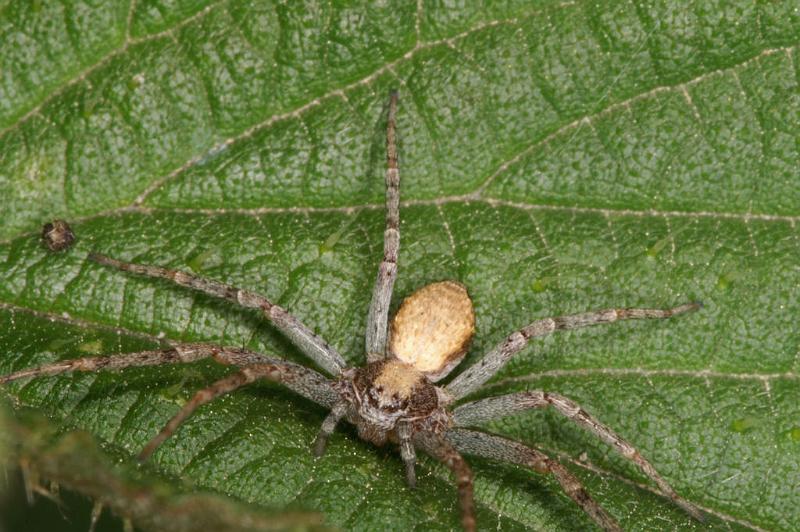 Philodromus_aureolus_D4992_Z_88_Les Gris_Frankrijk.jpg